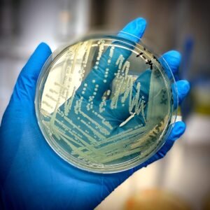 Microbial_Identification